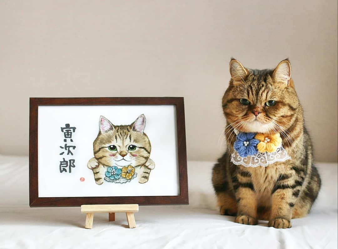 のインスタグラム：「☆ Thank you so much,Painted by @mayutantan1125 . @mayutantan1125 さんから こんなに可愛い絵が届きました❤ . 両手で福を招いているみたいな寅次郎です🐾 . 他にもたくさんのシールやポストカードも作ってくださり感激です😭 . ありがとうございます❤ いつも優しい絵手紙に癒されています。 大切に飾らせていただきますね😊 . . #torajiroartwork」