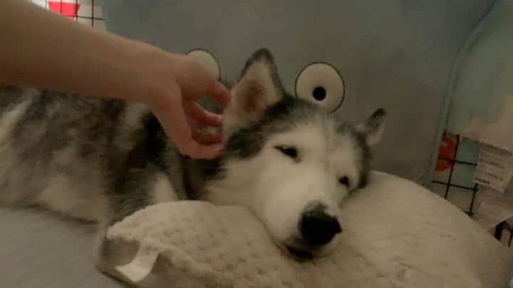 r_oseのインスタグラム：「Being a gooooooooood girl 🐺〰️ #siberianhusky #seniordog #sleepyhead #sleeplikeababy」
