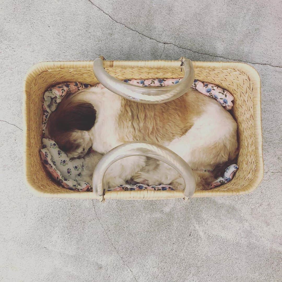 浜島直子さんのインスタグラム写真 - (浜島直子Instagram)「みなさんこんにちは🐶  きょうは ひさしぶりに 取締執行役員として  みんなが おしごとサボってないか  こっそりかくれて だんごを食べてないか  めを ひからせてきました✨  みんな だいたい 一生懸命だったので  ぼくは あんしんして  ベンツで だんごになって  ねることにします。  おやすみなさい。 ・ #ピピちゃん #シーズー #元保護犬」9月5日 16時48分 - hamaji_0912
