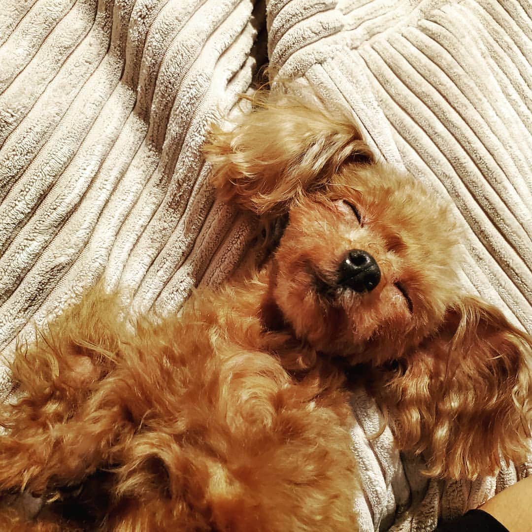 清水翔太さんのインスタグラム写真 清水翔太instagram 寝よんだわ 9月