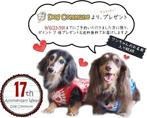 あ〜な（A-Na•̤ᴗ•̤）のインスタグラム：「17周年記念ウェアのご予約受付けは、明日までです♡  17年間…本当に色々なことがありました。  心からのありがとうの想いと愛情をめいっぱい込めて、作りました🌺  感謝の想いを込めて、価格やポイント、送料などとにかくお得になっておりますので、この機会をぜひご利用くださいね♫  わんちゃん達の特別な1枚を作らせていただけることに幸せを感じながら、今回も心を込めて作らせていただきます♡」