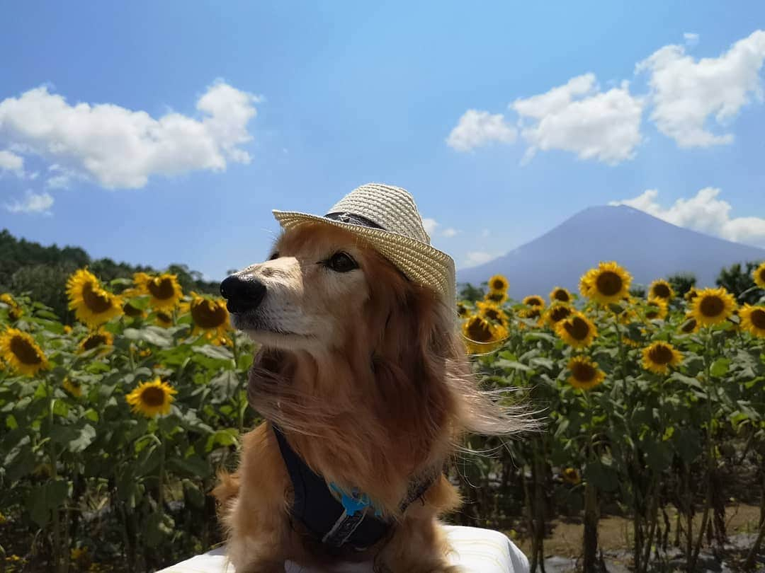 ?モデル?大地?さんのインスタグラム写真 - (?モデル?大地?Instagram)「♪🐾2019*9*5🐾 . 🗻富士山と🌻ひまわりを見たくて行った 🌻🌻花の都公園🌻🌻 . . 🐶大地には、万全の暑さ対策をして行ったから 終始 涼しいお顔をしているけど😁 . 日焼け止めすら塗らなかった👨🏻パパは どえらい事になっていたよ😂😂😂 . . 🐾🐾🐾🐾🐾🐾🐾🐾🐾🐾🐾🐾🐾🐾 . #大地#大好き#だいすき #いつも一緒#ずっと一緒 #大地なしでは生きて行けませんw #いぬ#犬#わんこ#ワンコ . #愛犬 #犬バカ部#いぬら部#いぬすたぐらむ #犬のいる暮らし #pecoいぬ部#ひまわり#わんこのunco . #横浜#yokohama#神奈川 #富士山#fuji #山梨 #散歩 #お散歩 #ミニチュアダックスフンド#ミニチュアダックス #ダックスフンド#ダックス」9月5日 16時46分 - sachi_daichi