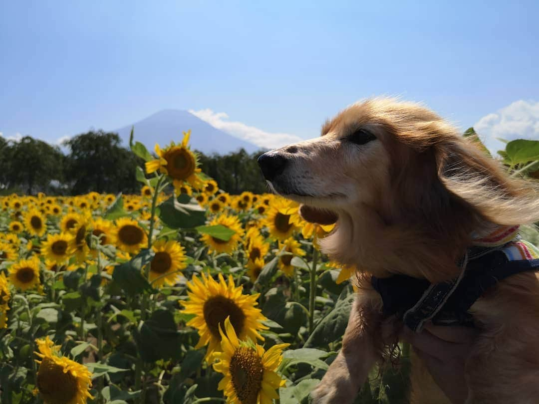 ?モデル?大地?さんのインスタグラム写真 - (?モデル?大地?Instagram)「♪🐾2019*9*5🐾 . 🗻富士山と🌻ひまわりを見たくて行った 🌻🌻花の都公園🌻🌻 . . 🐶大地には、万全の暑さ対策をして行ったから 終始 涼しいお顔をしているけど😁 . 日焼け止めすら塗らなかった👨🏻パパは どえらい事になっていたよ😂😂😂 . . 🐾🐾🐾🐾🐾🐾🐾🐾🐾🐾🐾🐾🐾🐾 . #大地#大好き#だいすき #いつも一緒#ずっと一緒 #大地なしでは生きて行けませんw #いぬ#犬#わんこ#ワンコ . #愛犬 #犬バカ部#いぬら部#いぬすたぐらむ #犬のいる暮らし #pecoいぬ部#ひまわり#わんこのunco . #横浜#yokohama#神奈川 #富士山#fuji #山梨 #散歩 #お散歩 #ミニチュアダックスフンド#ミニチュアダックス #ダックスフンド#ダックス」9月5日 16時46分 - sachi_daichi