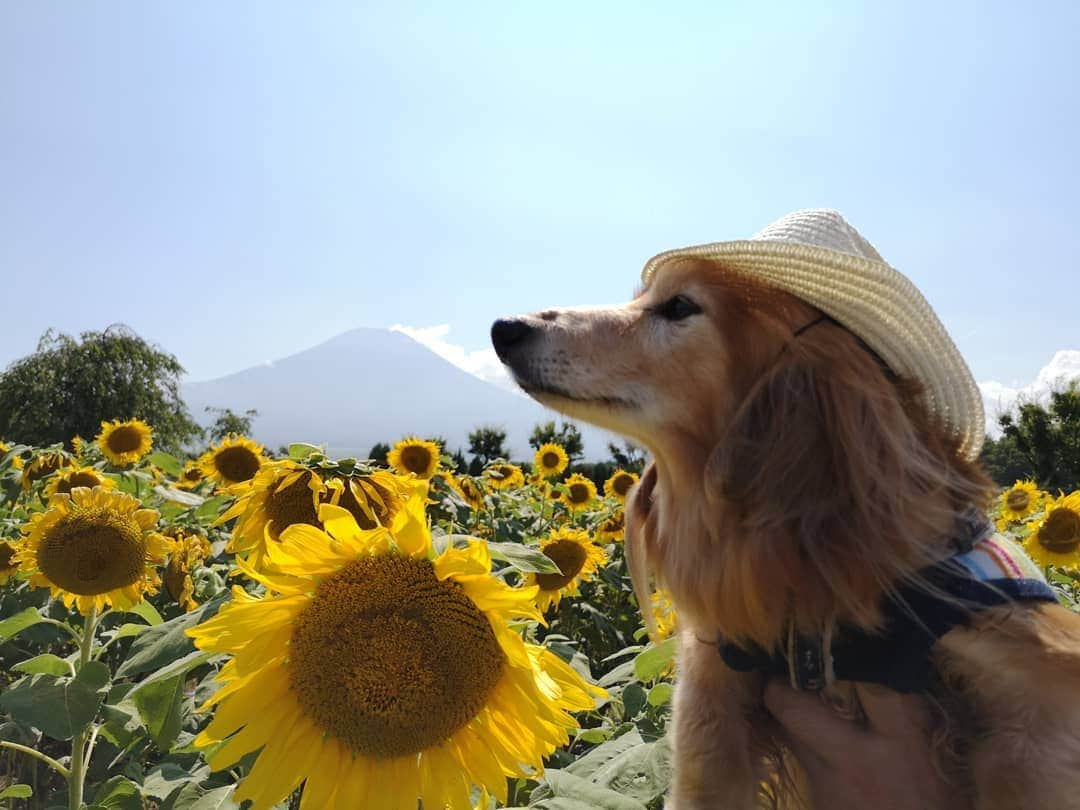 ?モデル?大地?さんのインスタグラム写真 - (?モデル?大地?Instagram)「♪🐾2019*9*5🐾 . 🗻富士山と🌻ひまわりを見たくて行った 🌻🌻花の都公園🌻🌻 . . 🐶大地には、万全の暑さ対策をして行ったから 終始 涼しいお顔をしているけど😁 . 日焼け止めすら塗らなかった👨🏻パパは どえらい事になっていたよ😂😂😂 . . 🐾🐾🐾🐾🐾🐾🐾🐾🐾🐾🐾🐾🐾🐾 . #大地#大好き#だいすき #いつも一緒#ずっと一緒 #大地なしでは生きて行けませんw #いぬ#犬#わんこ#ワンコ . #愛犬 #犬バカ部#いぬら部#いぬすたぐらむ #犬のいる暮らし #pecoいぬ部#ひまわり#わんこのunco . #横浜#yokohama#神奈川 #富士山#fuji #山梨 #散歩 #お散歩 #ミニチュアダックスフンド#ミニチュアダックス #ダックスフンド#ダックス」9月5日 16時46分 - sachi_daichi