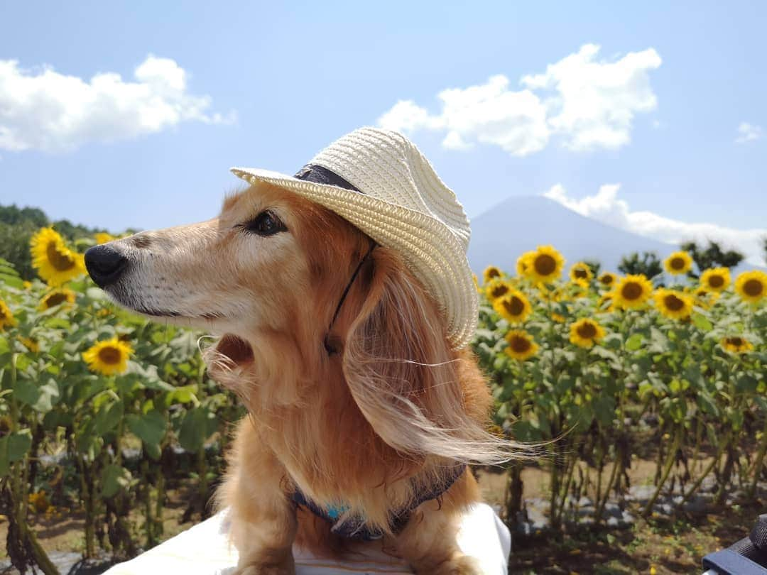 ?モデル?大地?さんのインスタグラム写真 - (?モデル?大地?Instagram)「♪🐾2019*9*5🐾 . 🗻富士山と🌻ひまわりを見たくて行った 🌻🌻花の都公園🌻🌻 . . 🐶大地には、万全の暑さ対策をして行ったから 終始 涼しいお顔をしているけど😁 . 日焼け止めすら塗らなかった👨🏻パパは どえらい事になっていたよ😂😂😂 . . 🐾🐾🐾🐾🐾🐾🐾🐾🐾🐾🐾🐾🐾🐾 . #大地#大好き#だいすき #いつも一緒#ずっと一緒 #大地なしでは生きて行けませんw #いぬ#犬#わんこ#ワンコ . #愛犬 #犬バカ部#いぬら部#いぬすたぐらむ #犬のいる暮らし #pecoいぬ部#ひまわり#わんこのunco . #横浜#yokohama#神奈川 #富士山#fuji #山梨 #散歩 #お散歩 #ミニチュアダックスフンド#ミニチュアダックス #ダックスフンド#ダックス」9月5日 16時46分 - sachi_daichi