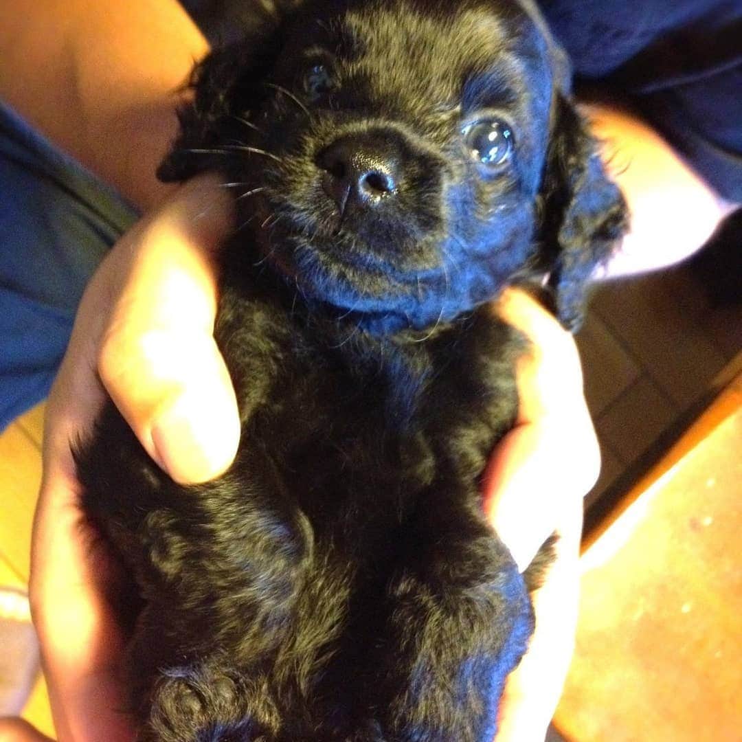 のインスタグラム：「【あの犬は今】  1️⃣かわいい💕(数年前) 2️⃣かわいいかわいい💞(数年前) 3️⃣バックドロップの練習(現在)  #このみ #おぎたともこ #あの犬は今 #犬 #赤ちゃんの時はただかわいかった #今はプロレスラー目指しとる #プロレスラー犬 #バックドロップ犬 #夢は叶う #応援しとるよ #も少し固めのマットで練習しよう #今もかわいい #かわいい犬 #目がくりくり #私は目がほそほそ #マツエクしとるくらいいいまつげ #バックドロップ」