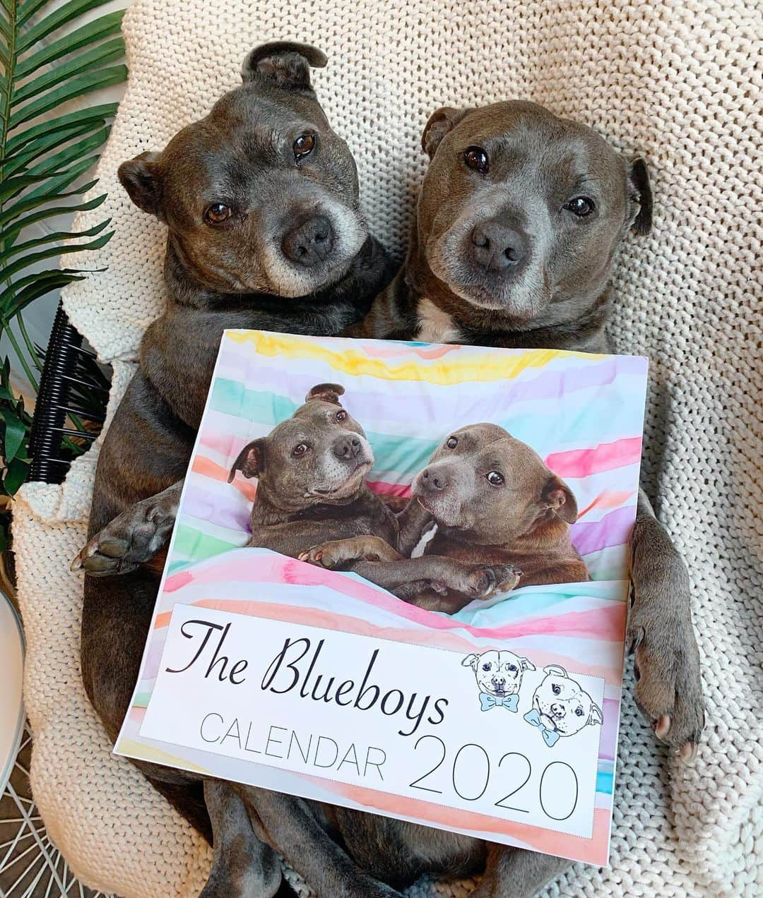 DARREN&PHILLIPさんのインスタグラム写真 - (DARREN&PHILLIPInstagram)「Omg hi hello GUESS WHAT 😱😍😱😍 U can now buy our 2020 Blueboys Calendar!!! Yayyy!!! 👏🏻👏🏻😍♥️ Me n Philly been workin WAY too hard on dis!! So much eating and sleeping involved in de making of dis calendar it just exhausting being us! But it was super worth it and it looks v v amazing!! Plus haz u seen de free stickers u get with it!!? 😱😍😍 We can’t wait for u to see it!!! Link in our bio to order urs now before dey sell out 😍😍😍」9月5日 18時00分 - the_blueboys