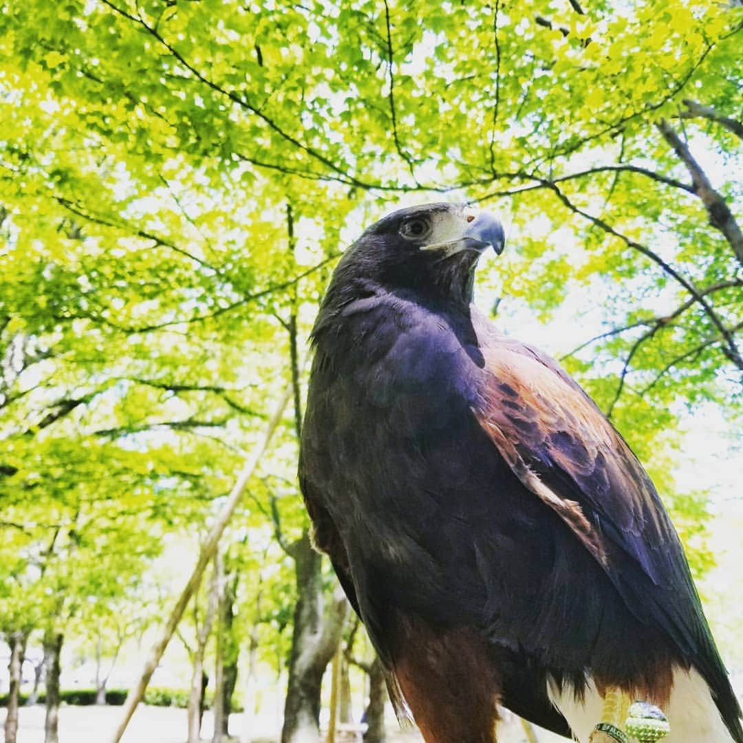 【公式】福岡ECO動物海洋専門学校さんのインスタグラム写真 - (【公式】福岡ECO動物海洋専門学校Instagram)「暑さも落ち着いてきましたね☀  #ハリスホーク #猛禽類 #フライト訓練 #福岡eco #飼育員 #カッコいい」9月5日 18時24分 - fukuokaeco