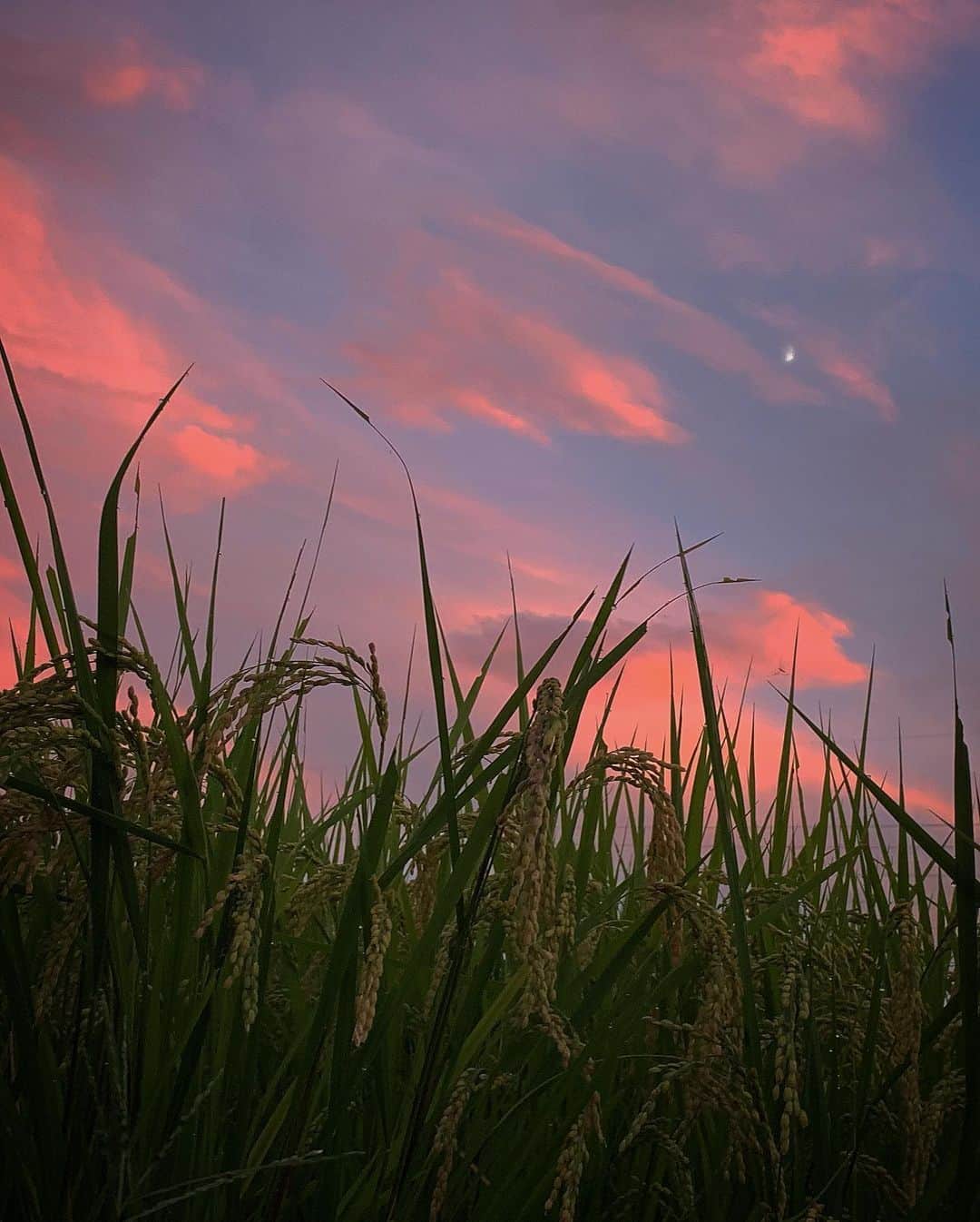 田中幸さんのインスタグラム写真 - (田中幸Instagram)「👧『空がピンクだから見に行こう』 と誘われ夕涼み  ピンク色に染まる 空と山と田んぼ  毎日同じ景色がない 大自然暮らし  ゆっくり夕涼みを楽しんで 思いっきり 虫に刺された太もも🦵が代償  #空ピンク」9月5日 18時56分 - sachitanaka