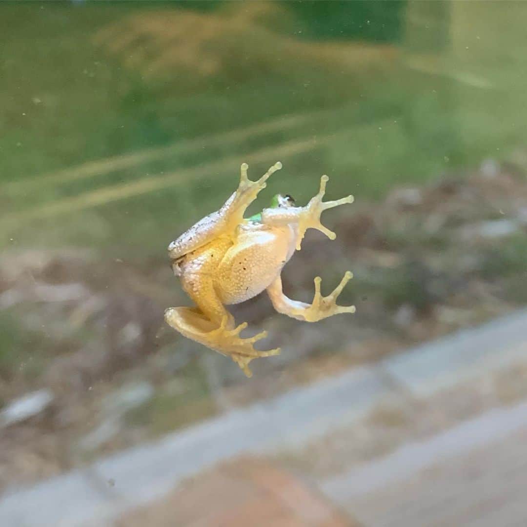 野間美由紀のインスタグラム：「窓の外にちっちゃいカエルがいる🐸」