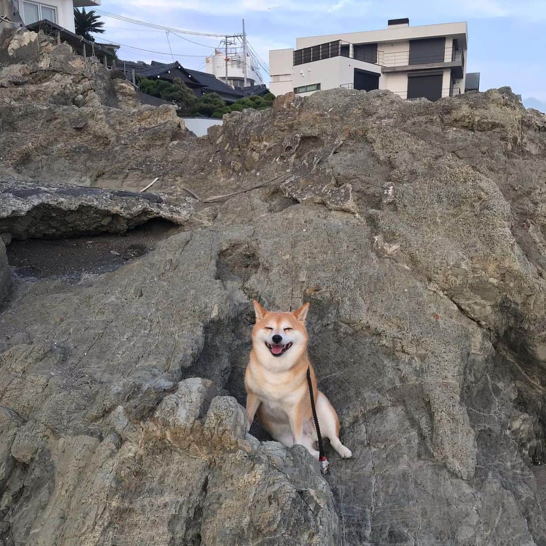 マル子さんのインスタグラム写真 - (マル子Instagram)「お散歩の途中で岩にハマって休憩する姿が地蔵っぽい🧘🏻‍♂️ #マル子  #休憩多すぎ」9月5日 19時16分 - tomikago