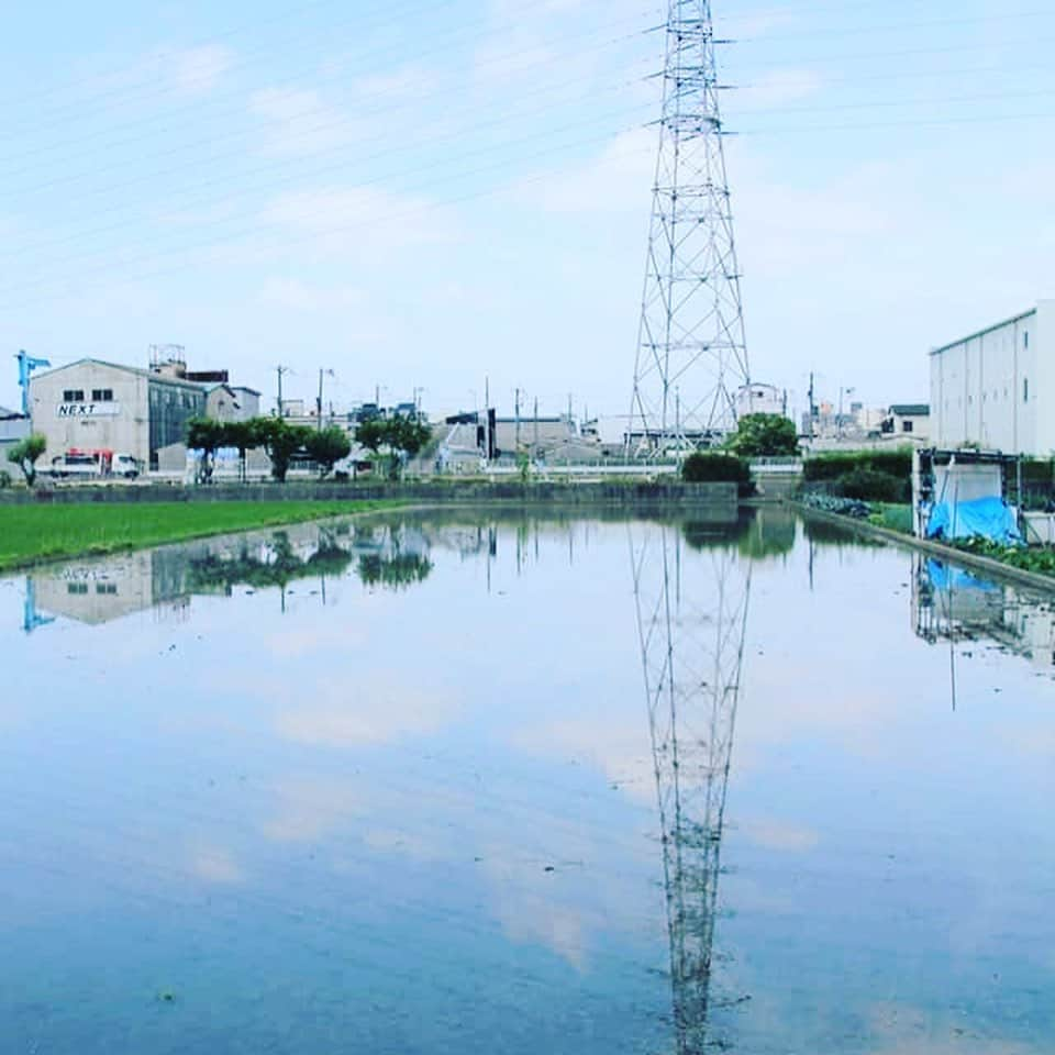 宮田麺児さんのインスタグラム写真 - (宮田麺児Instagram)「米から日本酒を造りたい。 田んぼここまできた！！ #日本酒#酒米#山田錦#田んぼ#田植え#稲」9月5日 19時29分 - miyatamenji