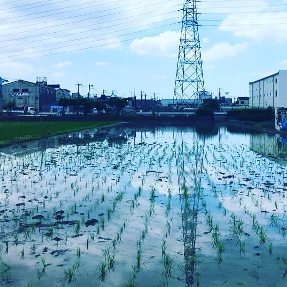 宮田麺児さんのインスタグラム写真 - (宮田麺児Instagram)「米から日本酒を造りたい。 田んぼここまできた！！ #日本酒#酒米#山田錦#田んぼ#田植え#稲」9月5日 19時29分 - miyatamenji