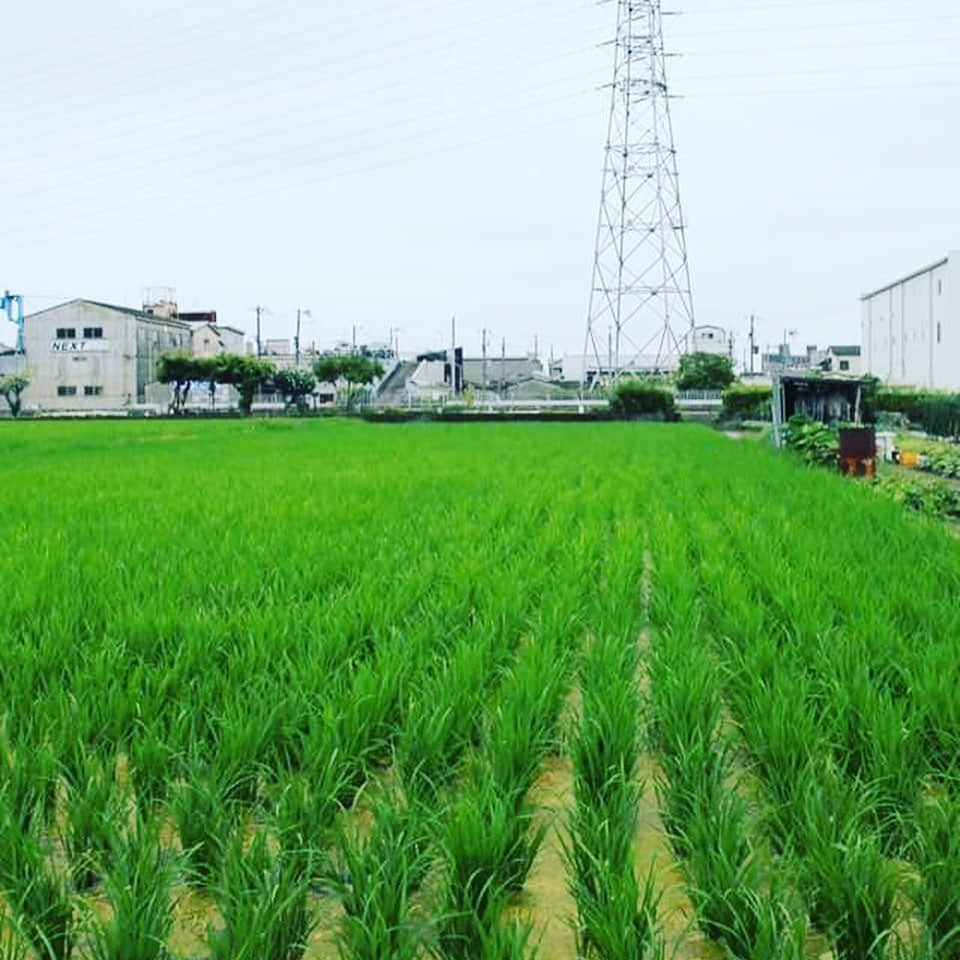 宮田麺児さんのインスタグラム写真 - (宮田麺児Instagram)「米から日本酒を造りたい。 田んぼここまできた！！ #日本酒#酒米#山田錦#田んぼ#田植え#稲」9月5日 19時29分 - miyatamenji