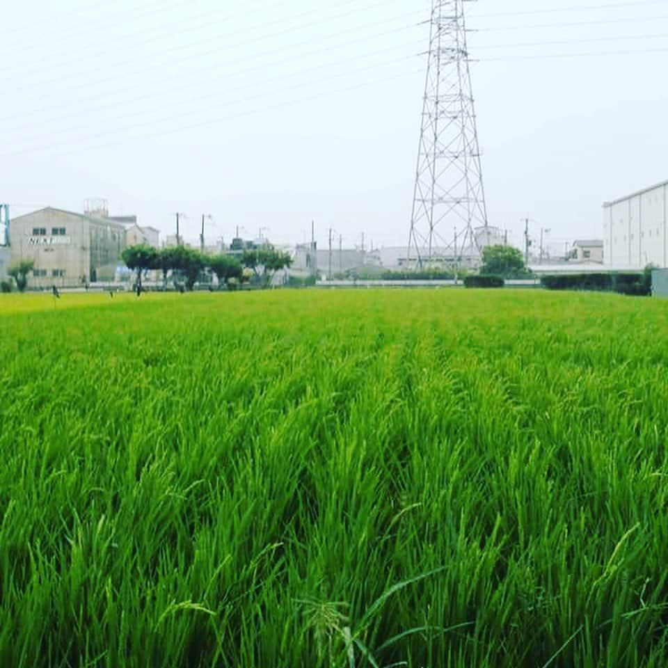 宮田麺児さんのインスタグラム写真 - (宮田麺児Instagram)「米から日本酒を造りたい。 田んぼここまできた！！ #日本酒#酒米#山田錦#田んぼ#田植え#稲」9月5日 19時29分 - miyatamenji