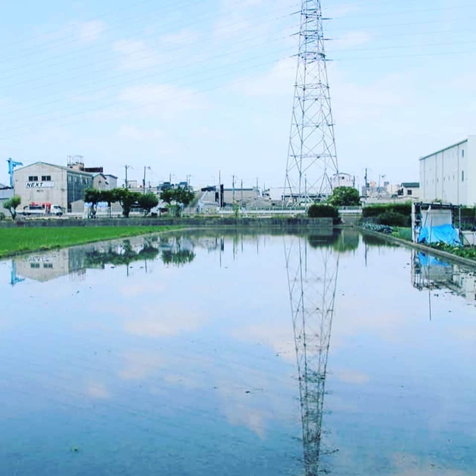 宮田麺児のインスタグラム：「米から日本酒を造りたい。 田んぼここまできた！！ #日本酒#酒米#山田錦#田んぼ#田植え#稲」