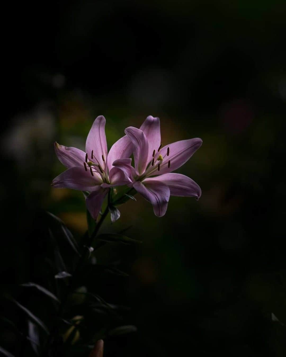 花の写真館のインスタグラム：「Photo by Kazu Hirano.⠀ https://www.facebook.com/photograher.hirano⠀ .⠀ Original Post[投稿頂いたURL]⠀ https://www.facebook.com/photo.php?fbid=152427278670502⠀ .⠀ 本アカウントは、 #私の花の写真 をつけてInstagramに投稿された皆さまの花の写真や、「花の写真館」Facebookページで投稿された花の写真を紹介します。⠀ 「花の写真館」Facebookページは、「 @floral.photograph 」のプロフィールにあるURLからご覧ください。⠀ .⠀ #花の写真館 #floralphotograph #floralphoto #flower #flowers #富士フイルム #FUJIFILM⠀ Follow: @floral.photograph」