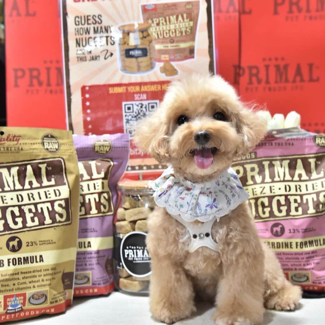 のインスタグラム：「📆(05Sep19)🤗introduce to you my pawdyguards 👮🏼‍♂️who never fail to protect me from illnesses! 💪😘 #bestfoodchoice #healthy #happy Thank you #primalpetfoods and #b2kpet」