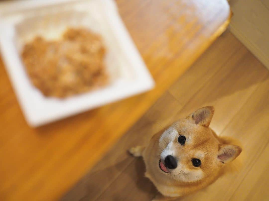 豆柴にこちゃんさんのインスタグラム写真 - (豆柴にこちゃんInstagram)「🐶 賞味期限切れの納豆食べてたら、 案の定寄ってきたハイエナ。 . でも賞味期限切れだからあげなかったよ！ 残念無念！ . #柴犬#豆柴#pecoいぬ部#犬#わんこ#犬#ここ柴部#shibainu#dog#mameshiba#pecotv#dog#いぬのきもち部#しばいぬ#しばけん#こいぬ#シバイヌ#いぬ#イヌ#赤柴#マメシバ#ペット#日本犬#子犬#puppy#doggo#pet#시바견#강아지#개」9月5日 20時31分 - nikochan.mame48