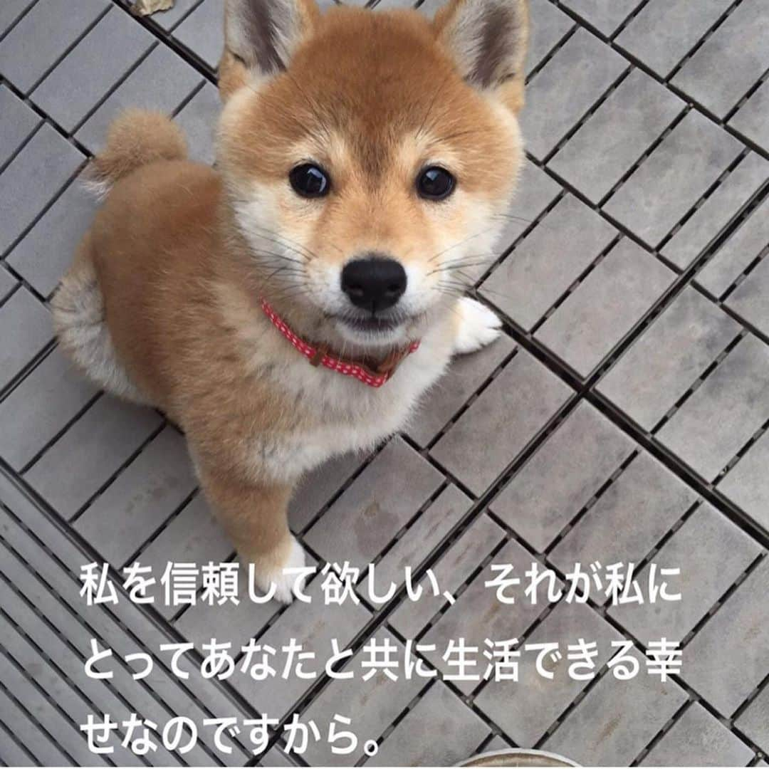 柴犬ハル&保護犬すずさんのインスタグラム写真 - (柴犬ハル&保護犬すずInstagram)「🐕 . 定期的にUPするこの #犬の十戒 📕 . 愛犬や愛猫、どんな子にも当てはまる10個の言葉です📕 . 毎年9月20から26日は動物愛護週間🐶 いつも大切にしているハルとすずの前でこれを読み上げると、二匹はきょとんと不思議そうに顔を見てきます📕 . そして、今も新しい家族を保健所などで待ち続けている保護犬や保護猫たち。その子たちに家族がみつかって、 あったかい家で平和な生活ができますように🙇‍♀️ . ※このような投稿をすると、 偽善者だ、自分で保護犬全部引き取ればいい、 などのDMをいただきます📩 うーーん。なんだかなぁー（阿藤快）。 引き取れるなら引き取りたい、 それはみーーーんな同じ。 だけど仕事や環境で、なかなか引き取れない、 だから自分にできることは、 里親募集の拡散をすることだと思って続けています。 もしかしたら、保護犬の写真を見るのが悲しくて見たくないというかたもいるかもしれません。 たしかに胸が締め付けられる思いがします。 ただ、もしかすると、私が拡散したことで命が繋がるかもしれない、、この子に家族が出来るかもしれない、、 そんな思いで、投稿をしておりますので、どうかご理解いただきたいなーと思います🐐😊 . #やばっ語っちゃったよ #おかーしゃーんは元気だよー笑 #いまおでん山盛りで食べてるし🍢 #犬の十戒ぜひ読んでね #写真転用や拡散して全然いいですよ❤️ #これからもよろしくお願いします🤲 . #柴犬#柴#family#鹿児島#赤柴#雑種#天文館#日本犬#保護犬を家族に#保護犬#元保護犬」9月5日 20時34分 - haruharu040777