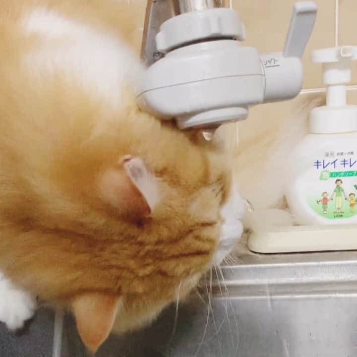 やなぎなぎのインスタグラム：「お水飲めない芸猫こむぎ」