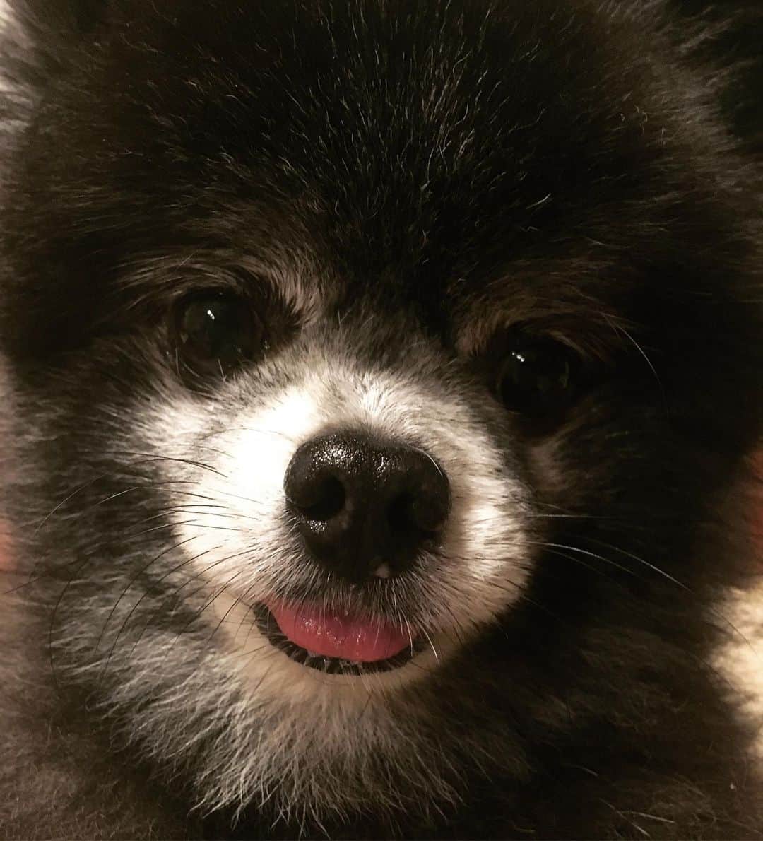 藤原ゆかのインスタグラム：「常に舌をしまい忘れてるよね…🧐#pomeranian #pomestagram #黒ポメ」