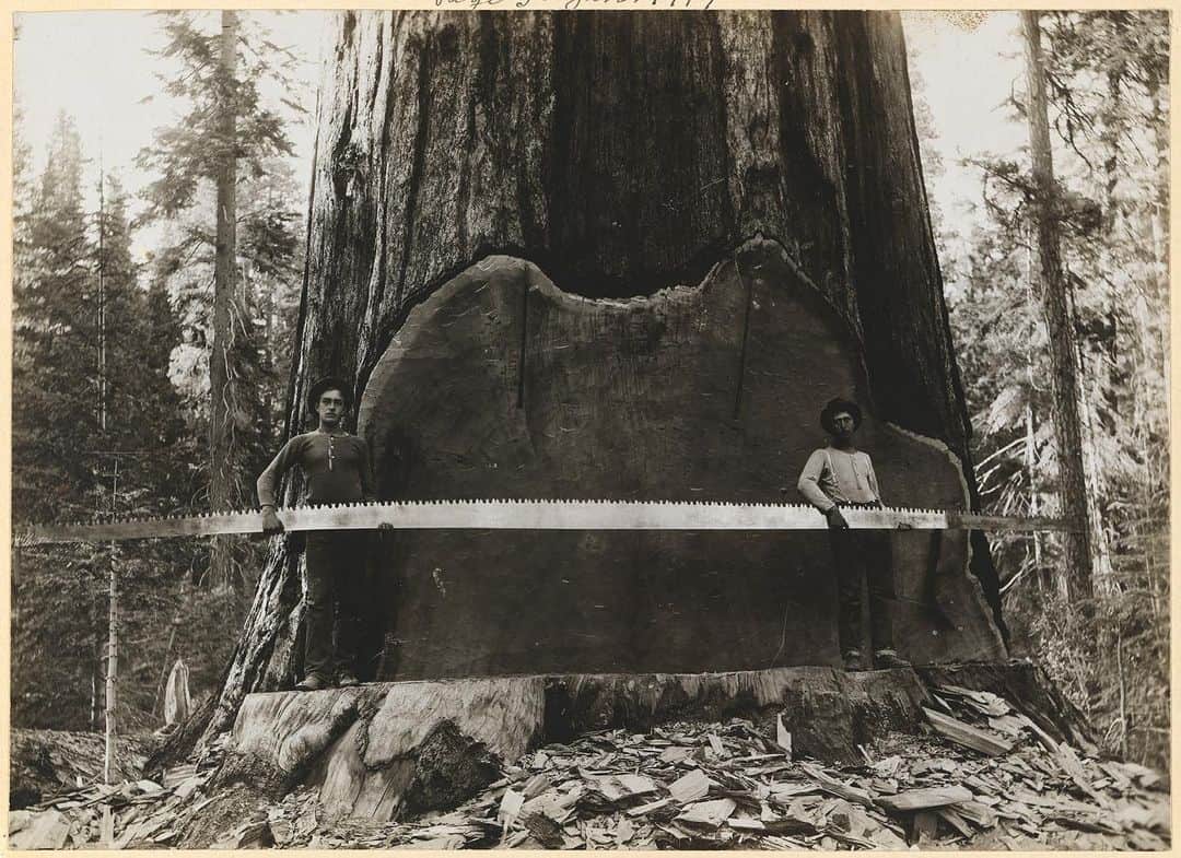 National Geographic Creativeさんのインスタグラム写真 - (National Geographic CreativeInstagram)「Photo by A. R. Moore | Loggers hold a cross-cut saw across a giant Sequoia tree's trunk in California. This image was originally published in the January 1917 magazine. #ThrowBackThursday #Sequoia #California」9月6日 6時12分 - natgeointhefield