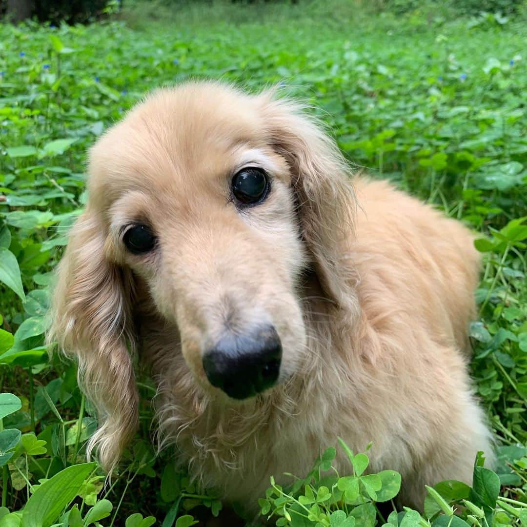 ハッチ＆ニコのインスタグラム：「Good morning ☁️ おはっち☘️ #カメラ嫌い同好会 #pecoいぬ部 #犬の生活が第一 #癒しわんこ #dachshund #犬バカ部 #短足部 #ふわもこ部 #tokyocameraclub #東京カメラ部」