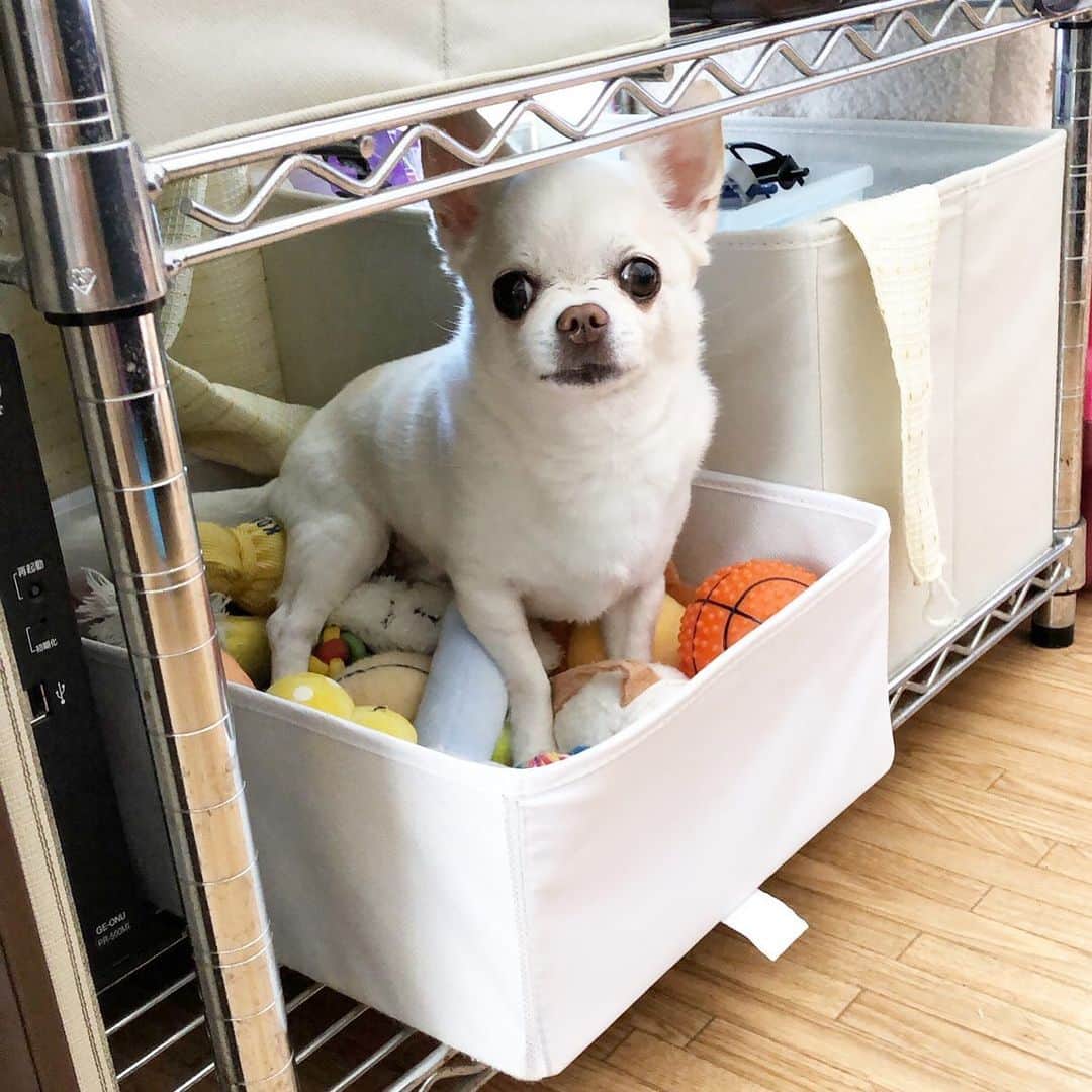 KORIKIのインスタグラム：「おはようございます♪ * #おもちゃ箱 #dogofsapporo #dog, #dogs, #dogstagram,#chihuahua,#犬バカ部,#チワワ,#koriki, #hanadog #白スムチ連合会, #スムチー,  #dogofthedayjp, #dogoftheday  #ilovemydog #instadog #instapet #WhiteChihuahua  #吉娃娃 #치와와  #dogsofinstagram #Chihuahualover  #ชิวาวา #チワワの輪 #barkbox #WhiteChihuahuaParty #もふもふモフモフ」