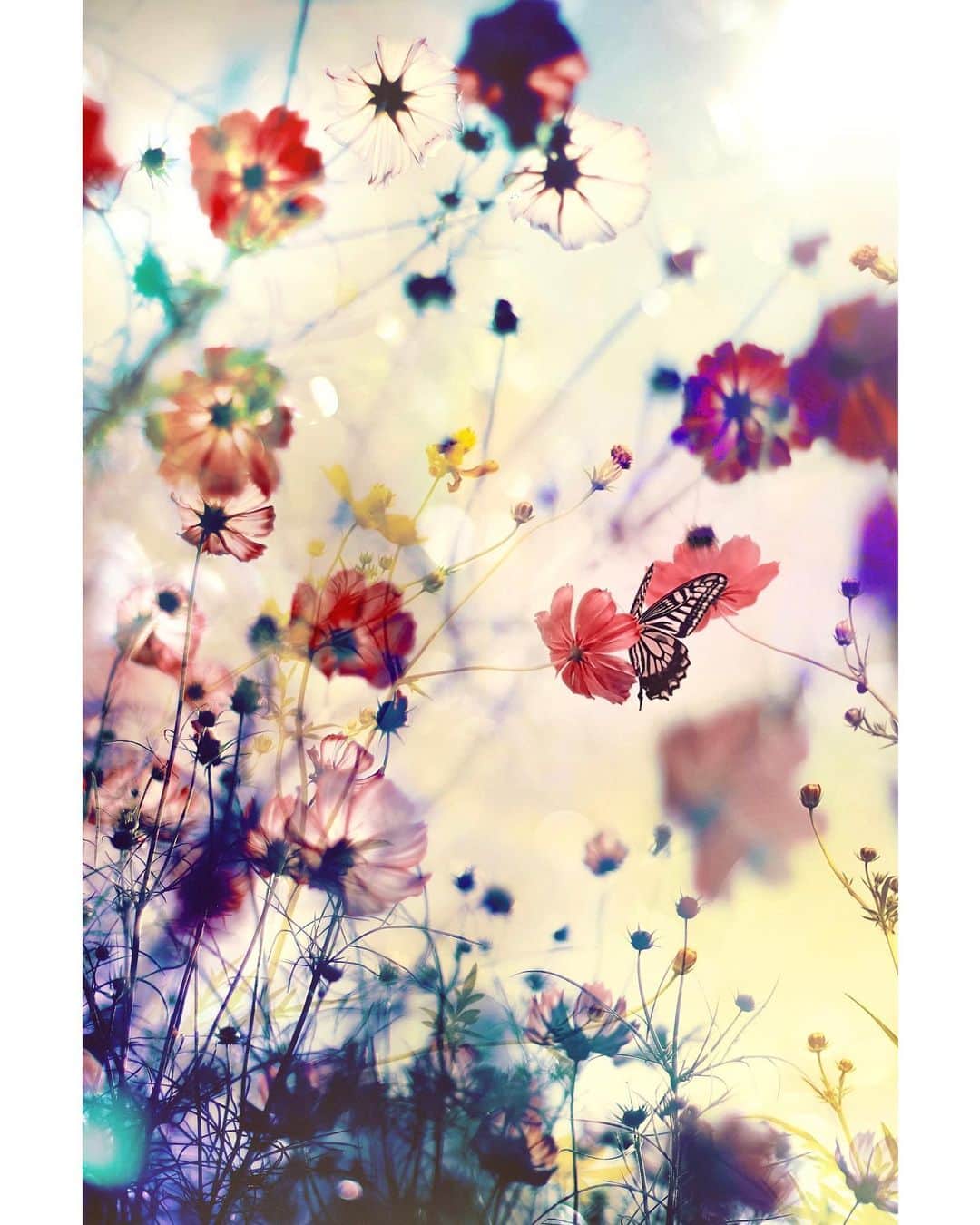 メグのん♡ A k i k oのインスタグラム：「♡Flower kiss . . . 昔、 「花のくちづけ」って 飴ちゃんがありましたよね 今もあるのかな？ . 艶消しの可愛い包みで なにやらフルーティでミルキィで。。 美味しくて爆舐めしていた記憶🐷 . . . ♡」