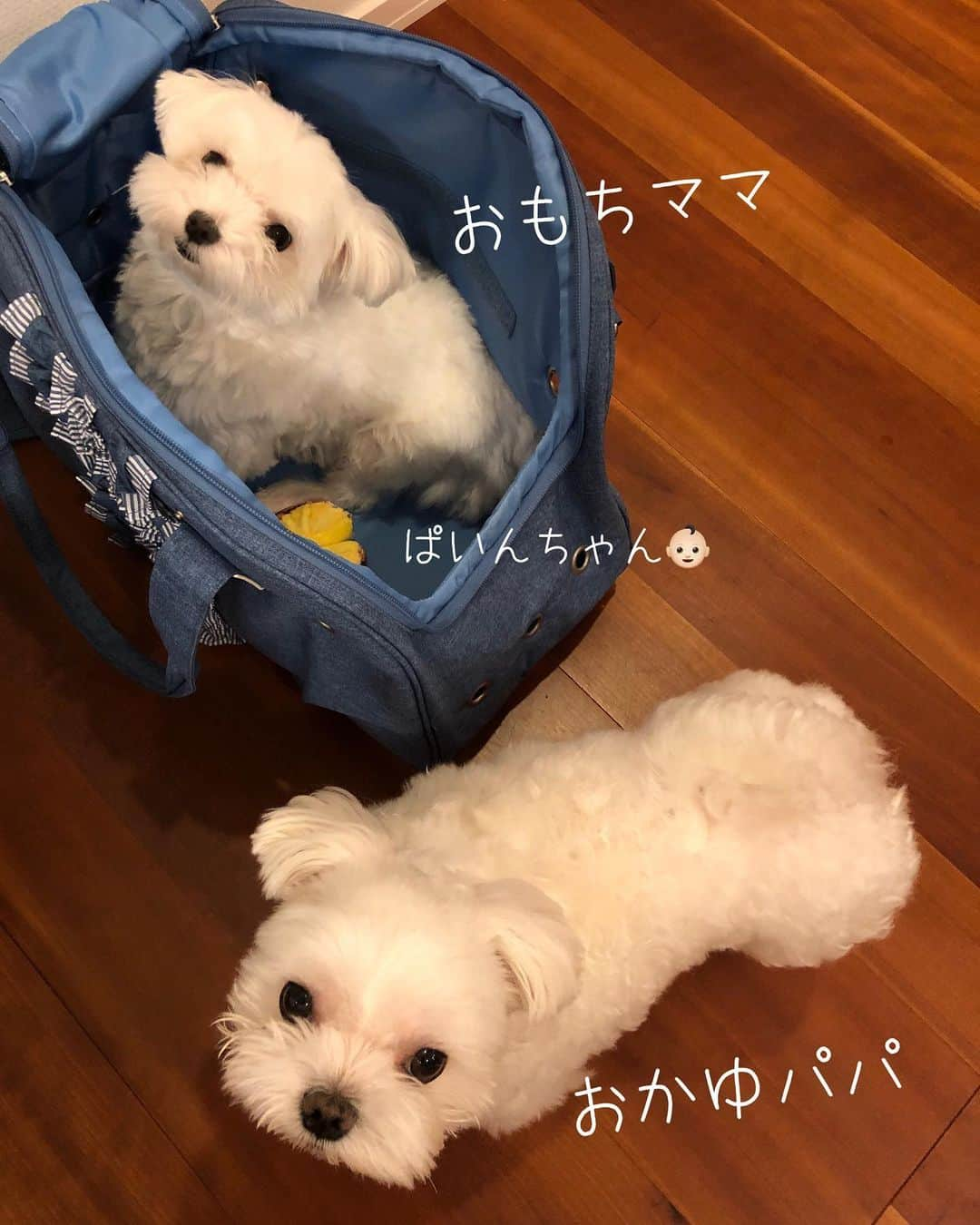 おかゆ & おもちさんのインスタグラム写真 - (おかゆ & おもちInstagram)「...🐶💕🐶..・.😳👶🏻 . . ご報告☺️✨ . 昨日の朝、もっちが出産しました👶🏻 というか、出産したかもしれません😆 . . 急に、このパイナップル🍍のオモチャを咥えて離さず、キュンキュン鳴きながらウロウロ、ウロウロ...🥺 キャリーバッグの中に連れ込んで、引きこもり中💦触るとウ〜〜ッと怒ります💢いつもなら、オモチャは瞬殺してしまうのに、全く壊さず大事にしてます💕 . お留守番カメラ #furbo で見ても、ずっと引きこもってます😅 . そういえば2週間程前は、いつも大好きなドッグフードをイヤイヤして食べなかったことが何日かありました。あれはつわりだったかも⁉️😳 . . で、偽妊娠からの、今は偽子育て⁇🥰やっぱりそうかなぁ⁇🤔 もっちにも母性があったことに、ただただビックリ😳💕💕 . . でも、おかゆとおもちの子どもが、パイナップル🍍って、どうよ〜😆🤣 せめて、ちょっとでも和風な名前っぽくしたくて、命名「ぱいん」ちゃんです🎊🍍 . どうぞよろしくお願いします🥰 . . . ︎ .  #maltese #malteseofinstagram #malteselovers #happydog #dogsmile #doglove #doglover #doglife #dogsofinstagram #dogstagram #instadog #lovedogs #ilovemydog #cutedog #dogoftheday #멍스타그램 #애견 #말티즈 . #okayusan #マルチーズ #エブリドッグ #犬バカ部 #癒しわんこ #大好き #pecoいぬ部 #いぬすた #わんこは家族 #偽妊娠 #furboは見た」9月5日 22時48分 - okayuchan0421