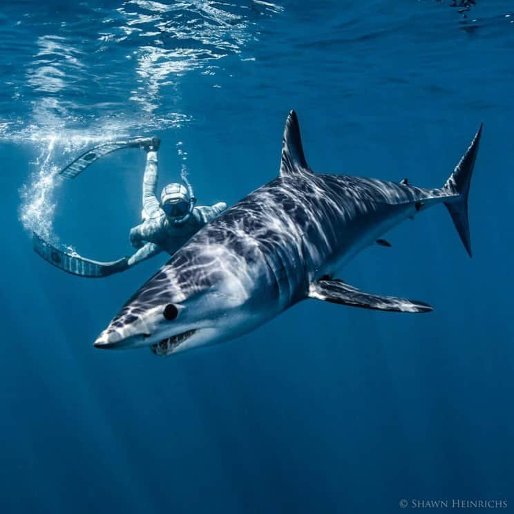 レオナルド・ディカプリオさんのインスタグラム写真 - (レオナルド・ディカプリオInstagram)「Last week, mako sharks earned the final vote confirming their @CITES Appendix II listing at #CoP18, a critical protection for this endangered species' survival. I applaud @RichardBranson and @OceanUnite for responding to @ShawnHeinrichs’ alert about #CITES4Sharks and advocating for Canadian Ministers @jonathanwnv and @cathmckennaottcen to switch their votes from “NO” to “YES” in favor of protecting the endangered mako. This is the power of voices from around the world speaking in unity for a healthy and abundant ocean and global leaders rising to put the planet before profit or politics. Learn more from @SeaLegacy. Photo by @ShawnHeinrichs.」9月5日 23時26分 - leonardodicaprio