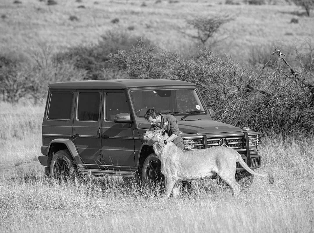 Kevin Richardson LionWhisperer さんのインスタグラム写真 - (Kevin Richardson LionWhisperer Instagram)「Running a sanctuary that is home to 26 lions and many other large predators requires money to look after their needs properly. I used to feel awkward talking about it but nowadays feel totally comfortable with it. @mercedesbenzsa has supported me for the past two years by supplying me with a wonderful #gwagon to use. Needless to say the past two years have been trouble free motoring, with a vehicle that is extremely good looking and truly capable offroad. It has allowed the money that was been ploughed into my previous vehicles’ maintenance to be put towards maintaining the sanctuary and help pay its ever increasing vet bills as the animals in my care all grow old with dignity. Thank you @mercedesbenzsa for all you do! #strongerthantime #gwagen #gclass #4x4 #kevinrichardsonfoundation #mercedesbenz #lion」9月5日 23時52分 - lionwhisperersa