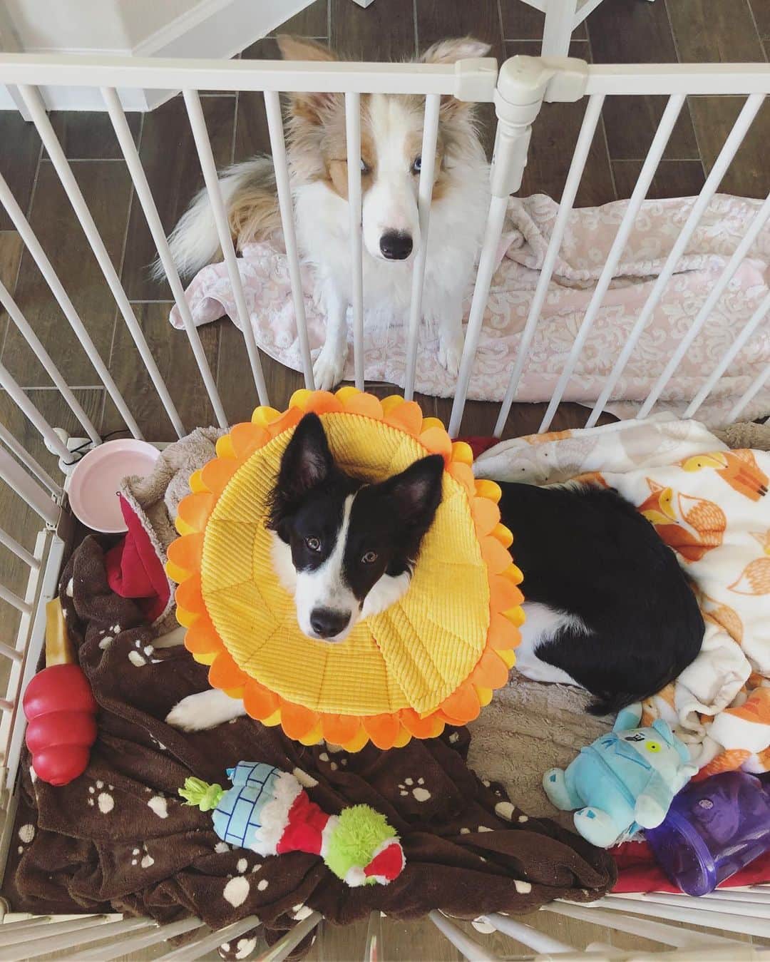 Jazzy Cooper Fostersさんのインスタグラム写真 - (Jazzy Cooper FostersInstagram)「My “little” Phoebe got spayed on Tuesday. The staff said she did great medically and emotionally. I think doing the mock stay last week helped her feel more comfortable. Now, keeping this wild puppy calm and occupied will be a challenge!」9月6日 0時05分 - bordernerd