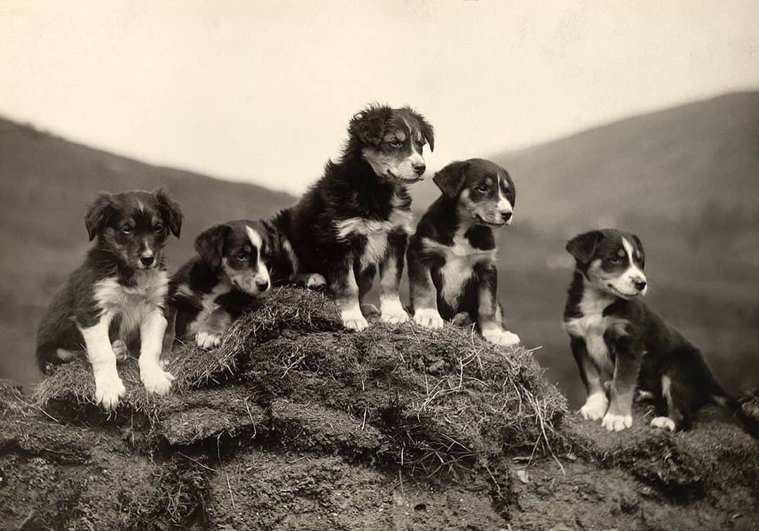 National Geographic Creativeさんのインスタグラム写真 - (National Geographic CreativeInstagram)「Photo by William Reid | A group of five Scotch collie puppies perch atop a hill in Scotland. This image was originally published in the November 1917 magazine. #ThrowBackThursday #Puppies #Scotland #BlackAndWhite」9月6日 0時09分 - natgeointhefield