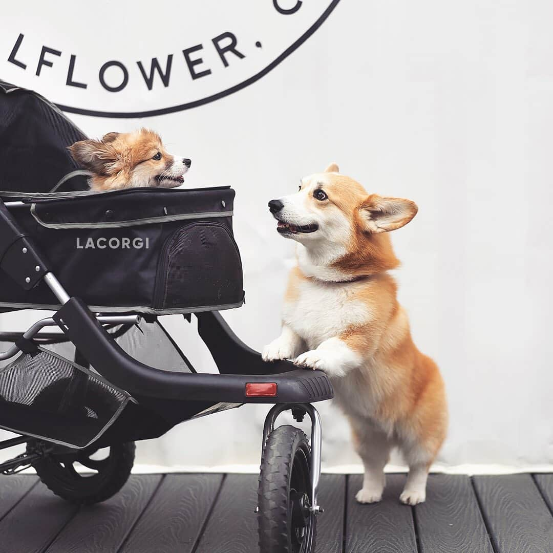 Geordi La Corgiさんのインスタグラム写真 - (Geordi La CorgiInstagram)「I’m available to babysit your pups!⁣⁣ I’m a motivated self-starter with 15 minutes of babysitting experience and expert stroller-pushing skills. I prefer to get paid in treatos or chimkin. 🍗⁣ ⁣ References will be provided upon request. ⁣⁣ - Geordi」9月6日 0時23分 - lacorgi