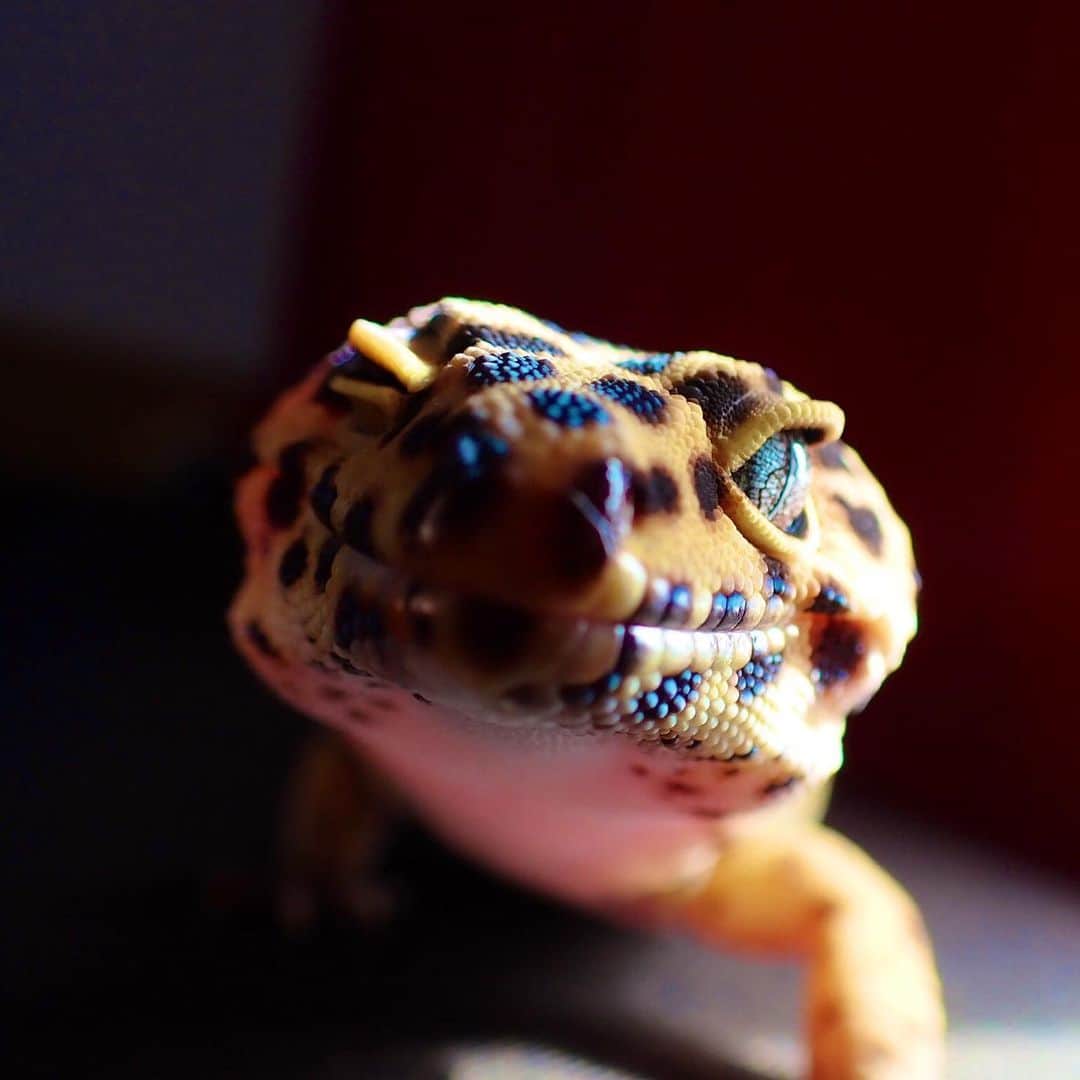 Ramuさんのインスタグラム写真 Ramuinstagram うちのこかわいい エブリン レオパードゲッコー レオパ 爬虫類 ヒョウモントカゲモドキ ヒョウモン Eublepharismacularius 9月6日 0時34分 Dpandaramu