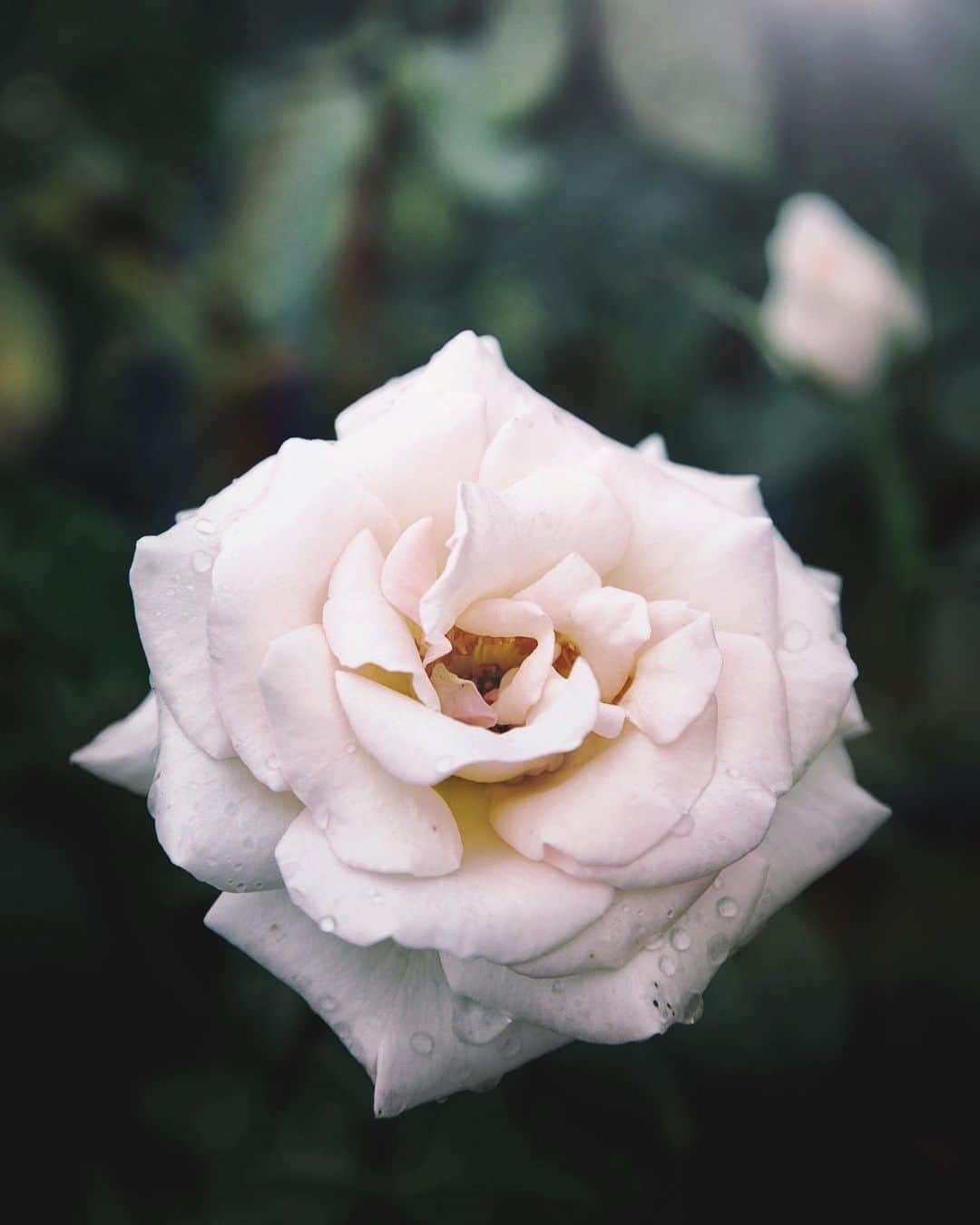 柳澤麻衣さんのインスタグラム写真 - (柳澤麻衣Instagram)「Autumn rose season is coming soon🍂🥀 . 庭のバラに蕾を発見！秋バラの季節はもうすぐです✨」9月6日 0時49分 - toile_blanche