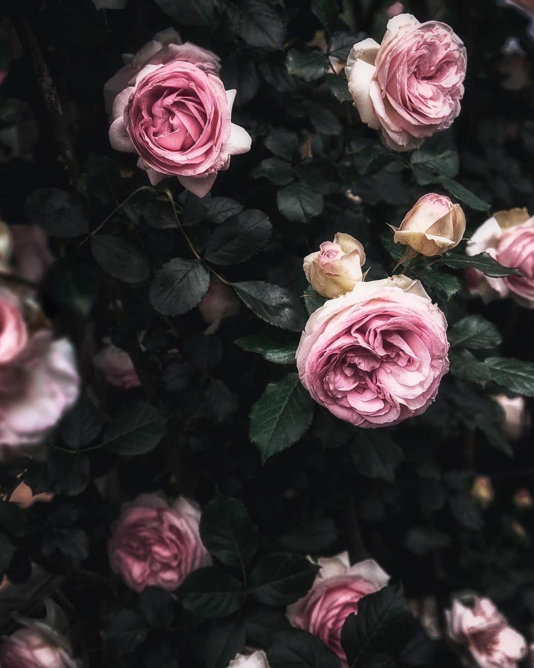 柳澤麻衣さんのインスタグラム写真 - (柳澤麻衣Instagram)「Autumn rose season is coming soon🍂🥀 . 庭のバラに蕾を発見！秋バラの季節はもうすぐです✨」9月6日 0時49分 - toile_blanche
