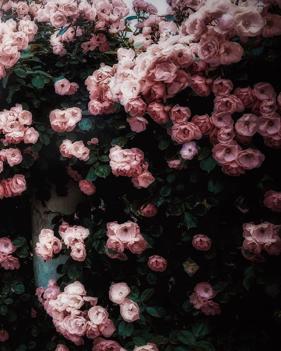柳澤麻衣のインスタグラム：「Autumn rose season is coming soon🍂🥀 . 庭のバラに蕾を発見！秋バラの季節はもうすぐです✨」