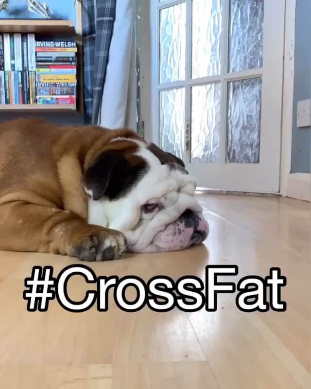 Bodhi & Butters & Bubbahのインスタグラム：「Gainz 🏋🏽‍♀️ . . . . . #bulldog #gains #workout #crossfit #puppy #give #me #pizza @slobberybulldog」