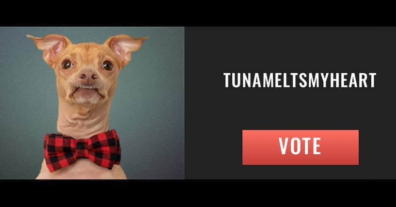 Tuna {breed:chiweenie} さんのインスタグラム写真 - (Tuna {breed:chiweenie} Instagram)「FRIENDS! Tuna was nominated for a @peopleschoice Awards in the Animal Star of 2019 category under Pop Culture. What?! So humbled! Would you please mind voting everyday? LINK IN HIS BIO! You can vote starting today thru Friday Oct 18th either online at pca.eonline.com, or with Twitter by using the hashtag #AnimalStar, #TunaTheChiweenie and #PCAs in the same post. You can vote up to 25 times per method, per category, per day with votes counting as double every Tuesday during the voting window. Spread the word! Thank you so much! 😘😘😘」9月6日 1時08分 - tunameltsmyheart