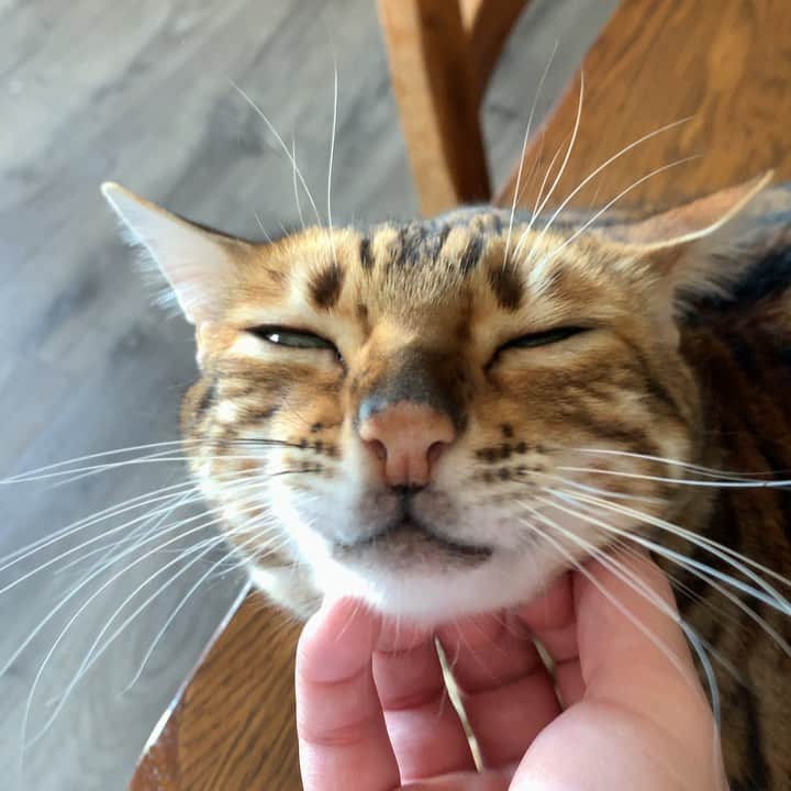 のインスタグラム：「Chinny, chin, chin rubs」