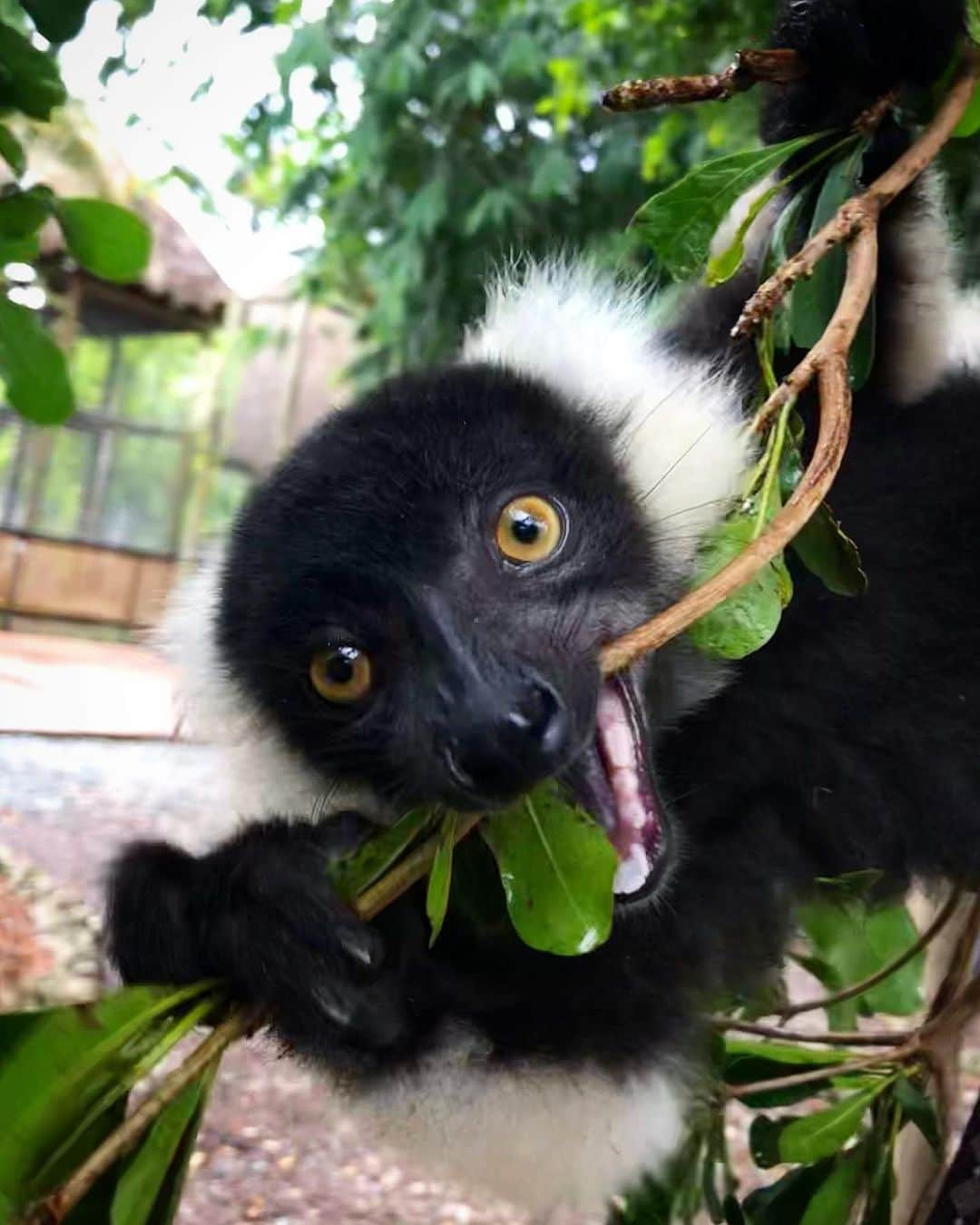 Zoological Wildlife Foundationさんのインスタグラム写真 - (Zoological Wildlife FoundationInstagram)「Zoboo showing us his it’s almost Fri-YAY face!💙😍🐾 #lemur #primate #zwfmiami #zwf #criticallyendangered」9月6日 1時47分 - zwfmiami