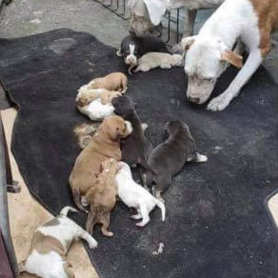 アレクサンドラ・ダダリオさんのインスタグラム写真 - (アレクサンドラ・ダダリオInstagram)「@thelittlereddog saved 14 dogs last week that had been abandoned, left in filth and in sad shape. This was their LARGEST single day rescue ever!  12 are puppies, which include a litter of newborns!  Please, offer to foster or donate. SPECIAL PROPS OUT TO DIANE CORNEJO and DAVID MARINO FOR PULLING THESE PUPS OUT OF THIS SITUATION. Also, special THANK YOU to  @luvabledogrescue Go to thelittlereddog.com to donate or apply to foster.  Thank you! 💜」9月6日 2時26分 - alexandradaddario