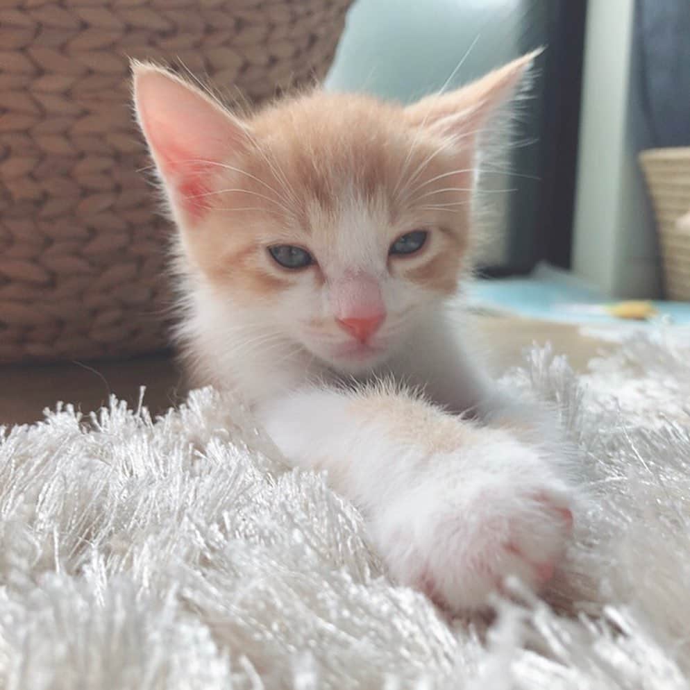 安藤志穂美のグルメインスタ