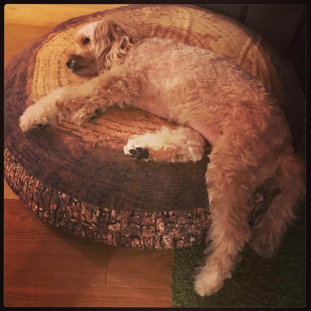 北山陽一のインスタグラム：「左後足、犬であることを忘れてませんか。#きたやまおかき」