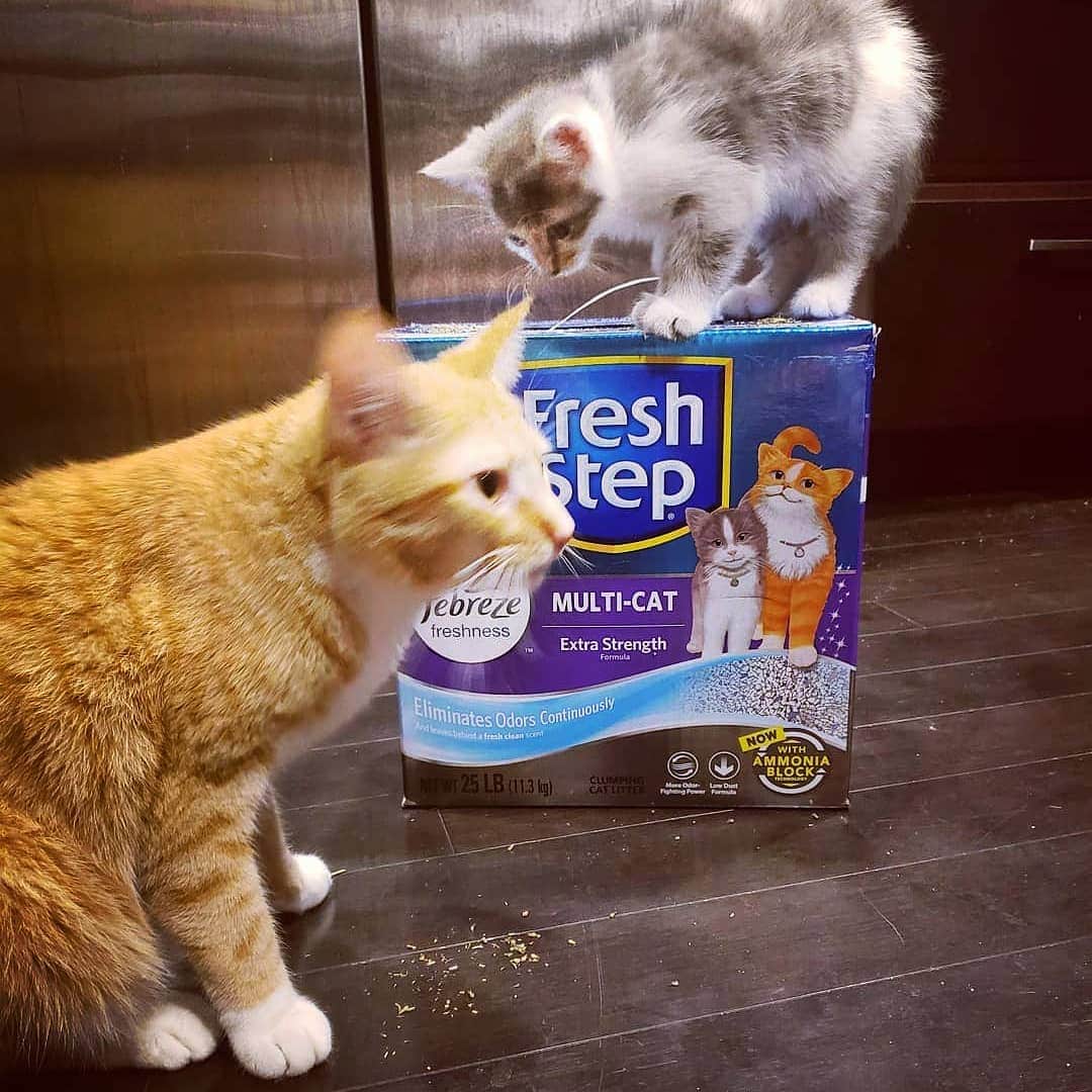 Fresh Stepさんのインスタグラム写真 - (Fresh StepInstagram)「Bruce and Kylie were surprised to see themselves on the box. #dopplegangers 😻😻 📸: @i_cat_explain_it ❤️」9月6日 5時07分 - freshstep