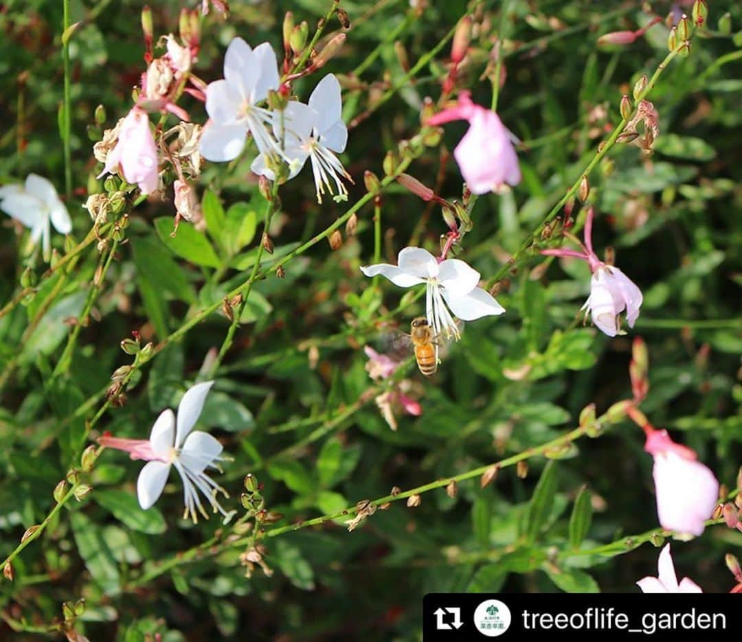 生活の木 Tree of life 【公式Instagram】のインスタグラム