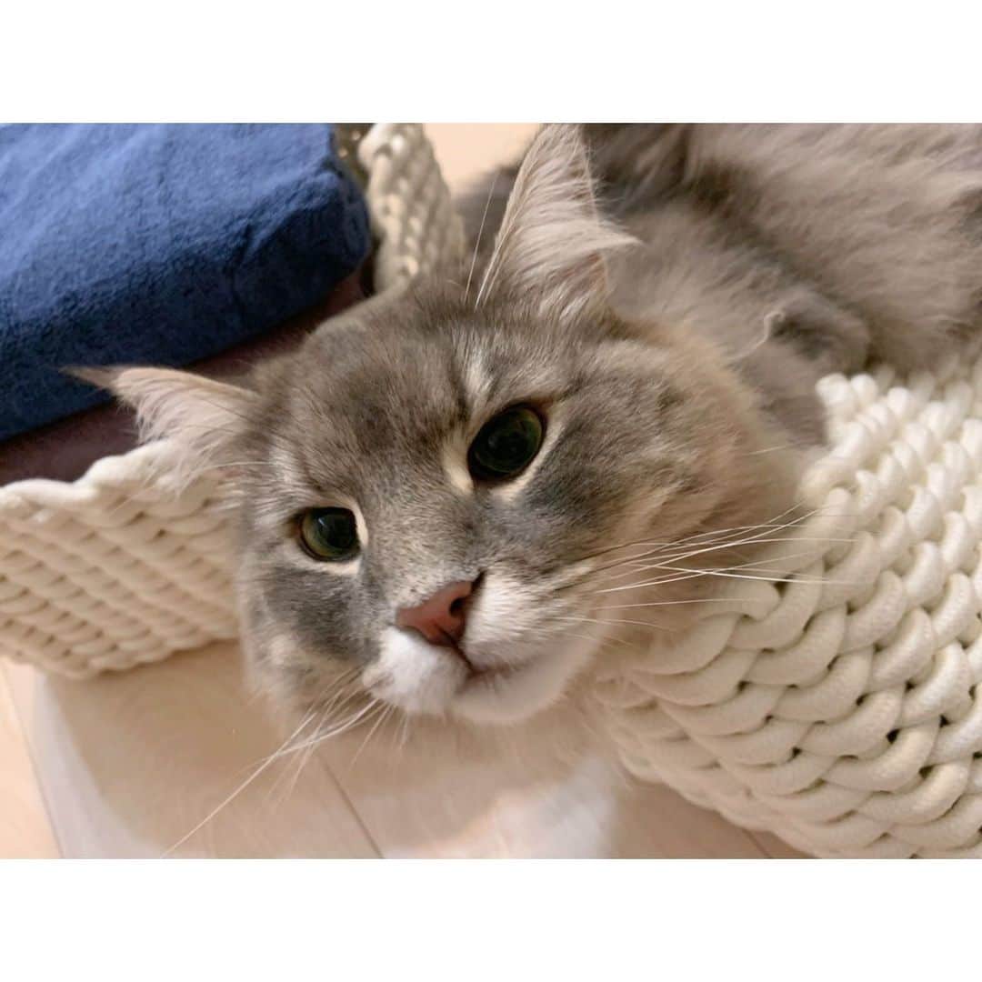 立花陽香さんのインスタグラム写真 - (立花陽香Instagram)「洗濯物を畳むのを邪魔する可愛いタマ🐱猫は狭いところ大好きだね。体長デカ過ぎてカゴの中に入りきれてないけど💕 やめて〜って言っても通じない。 何気ないことに、ほっこり💕幸せな日常😇 #cat #norwegianforestcat #norwegian #weegie #weegiecat #mycat #cutecat #catsofinstagram #catstagram  #猫 #大型猫 #ネコ #ノルウェージャンフォレストキャット #ノルウェージャンフォレスト #ノルウェージャン #ブルーマッカレルタビーホワイト #にゃんすたぐらむ #にゃんこ #ねこ #ねこ部」9月6日 16時01分 - haruka_4